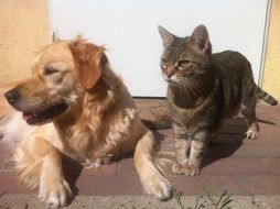 Dog and Cat