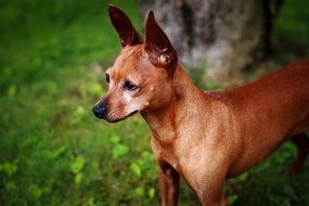 Doggy without muzzle