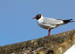 Seagull sitting on the wall