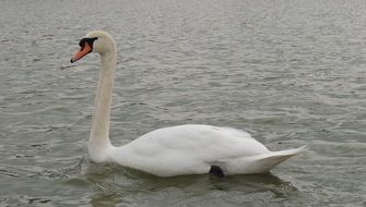 white swan on a pond in cloudy weather