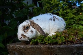 cute Rabbit in garden