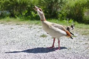 charming Goose Bird