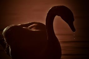 silhouette of a graceful swan