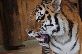 portrait of roaring Tiger head