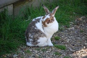 Colorful rabbit among the grass