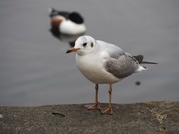 Black-headed gull on the pond and grey and white gull on the coast