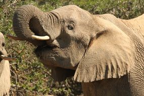 young African Elephant head close up