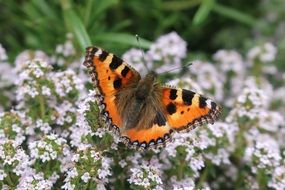 Colorful butterfly in summer