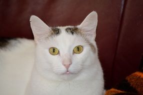 white cat sitting on a leather couch