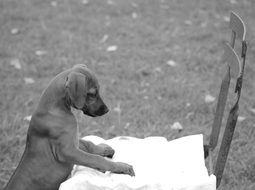 Puppy Dog Cute monochrome photo