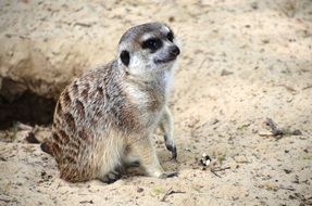 meerkat sitting on the sandy ground