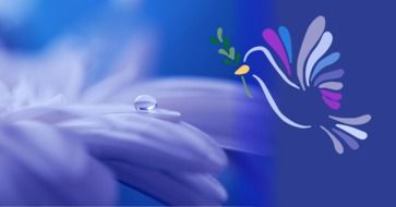 dove silhouette and a drop of dew on a flower