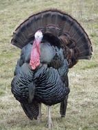 turkey on a green meadow