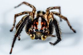 jumping spider on a white background