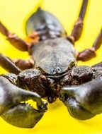 black insect close up