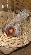 chicken is laying eggs on the farm