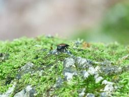 GardenBeetle
