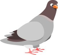 Squab Pigeon drawing