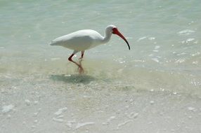 White tropical Ibis Bird