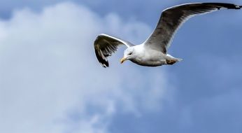 graceful seagull in flight