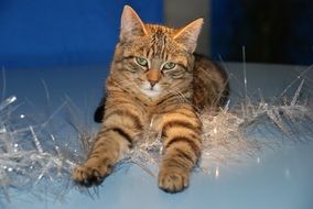 cat on Christmas tinsel