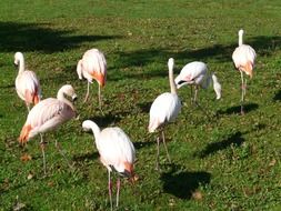 flamingos on the lawn