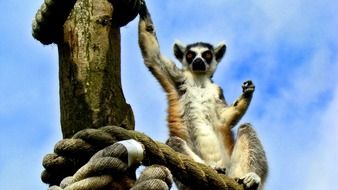 Photo of Wild Lemur