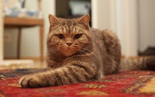 The Domestic Cat at home
