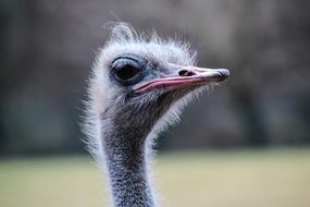 furry ostrich head close up
