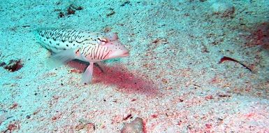 Fish Diving in Underwater world