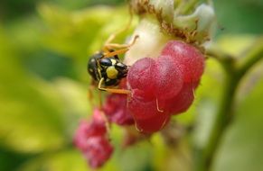 wasp on raspberry