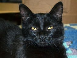 portrait of domestic black cat with bright eyes