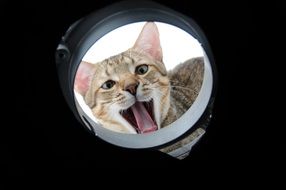 curious cat from the hiding place