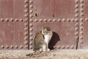 cat at the old door