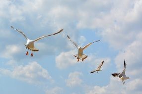 foraging hungry seagulls