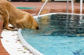 belgian shepherd by the pool