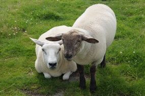 two fluffy sheep on the lawn