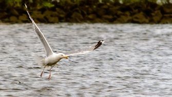 Seagull flying over the water in a blurred background