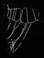 white web glows in the dark