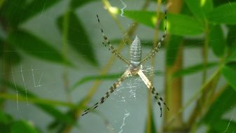 spider with long legs on a web near a green plant