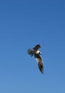 Seagull in Flight at blue sky