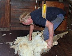 shearing white sheep on a farm