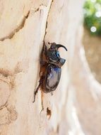 Black Rhinoceros Beetle on the tree