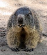 Marmot on Alpine