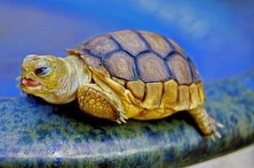 orange turtle on a stone