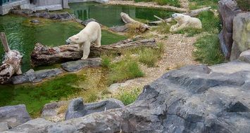 white bears in a zoo