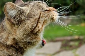 Cute beautiful yawning cat