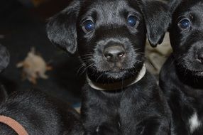 Puppies Dog Labrador