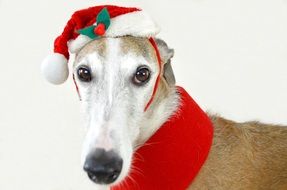 spanish greyhound in xmas hat