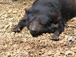 black Tassie in australia
